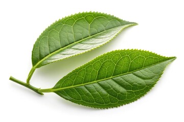 Obraz premium Green Tea Leaves Isolated on White Background in Detail Generative AI
