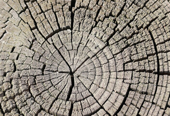 Fototapeta premium A close-up of a rough wooden section.