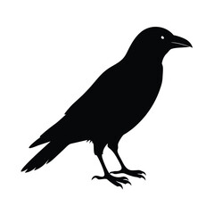 Black silhouette of a crow bird on vector art illustration