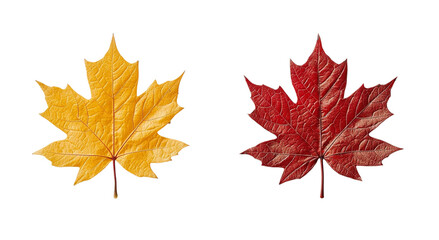 Fototapeta premium Png of Two maple leaves showcasing vibrant autumn colors: one bright yellow and the other deep red.