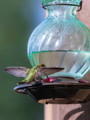 Close up of behind view of beautiful and vibrant little hummingbird at feeder with outstretched glistening wings.