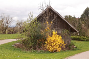 A small wooden building with a yellow bush growing out of it