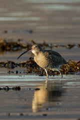 Eurasian Curlew (Numenius arquata)