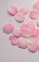 白背景にピンクのツバキの花びら、ハート型のピンクの椿の花びら