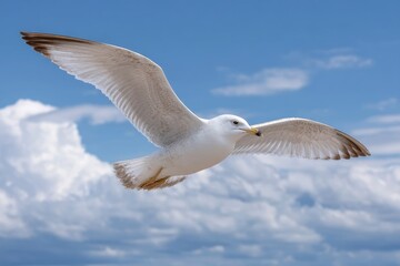 Obraz premium Seagull in Flight: Serene Wings Against a Cloudy Sky