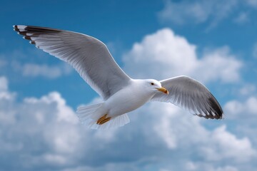 Fototapeta premium Seagull in Flight: A Serene Cloudy Sky