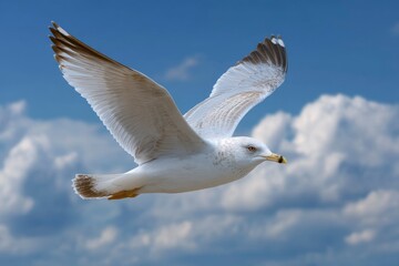 Obraz premium Ring-billed Gull in Flight: Serene Soaring Through Cloudy Skies