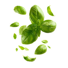 Fototapeta premium Floating Green Basil Leaves on Transparent Background, PNG