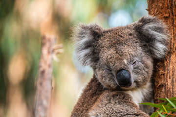 Australian koala bear sitting on a tree branch on a day, Adelaide Hills, SA