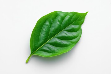 Obraz premium Single Lush Green Leaf: Minimalist Botanical Photography