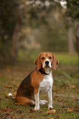 beagle dog sitting on the grass