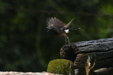 The magpie lives naturally in the forests of Thailand.
