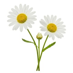 Two daisies and a bud isolated on white background