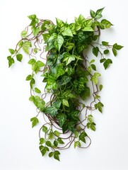 Obraz premium A vibrant green ivy plant cascading down with delicate tendrils against a stark white background surface