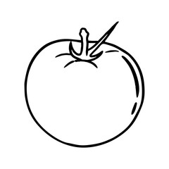 tomato lineart illustration