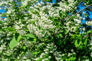 White fragrant bird cherry in the city park.