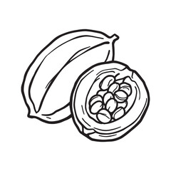 Detailed line art of whole and half cocoa pod