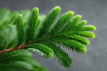 Lush Green Araucaria Branch: A Serene Botanical Close-up