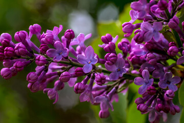Kwiaty absolutnie wiosenne (majowe). Grona żywych fioletowych kwiatów bzu (Syringa vulgaris) z delikatnymi płatkami i nieotwartymi pąkami. Kwiaty są gęsto ułożone wzdłuż łodygi, tworząc bujny pokaz. 