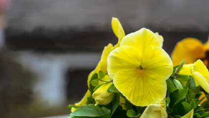 Bardzo żółty (żywożółty), „słoneczny” bratek (Viola tricolor var. hortensis) rozkwitł na rabacie. Kwiat ma klasyczny kształt bratka z zachodzącymi na siebie płatkami i subtelną miękką teksturą.