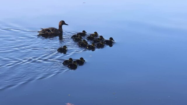 Female duck. anas platyrhynchos with group of juvenile swim on pond. Nature, animal background