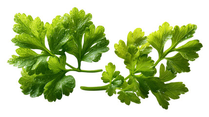 Fresh Green Parsley Sprigs with Water Droplets, PNG
