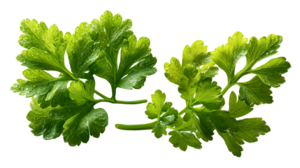 Fresh Green Parsley Sprigs with Water Droplets, PNG