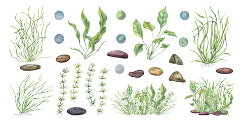 Hand painted watercolor collection of various seaweeds, aquatic plants and pebbles isolated background. Delicate marine botanical illustrations for eco friendly packaging, ocean themed design