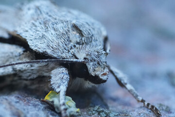 Closeup on a Dark Dagger owlet moth, Acronicta tridens
