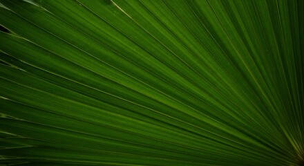 Obraz premium Radiating Emerald: A Study of Palm Leaf Veins and Botanical Geometry