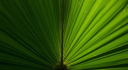 Obraz premium Radiant green palm leaf revealing structural patterns in natural light