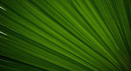 A vibrant close-up view displaying the delicate structure of a lush green palm leaf