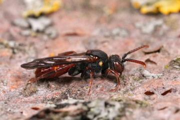 Closeup on a Yellow-shouldered Nomad bee, Nomada ferruginata