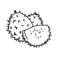 Hand-drawn soursop fruit vector with intricate lines