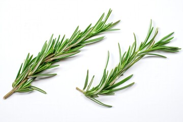 Fototapeta premium Fresh rosemary sprigs isolated on white background 
