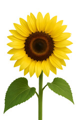 Obraz premium Bright Yellow Sunflower on White Background – Close-Up Nature Photography.
