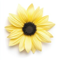 Obraz premium macro shot of yellow sunflower center, high contrast texture, sharp detail, white background.