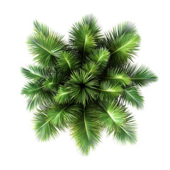 Obraz premium Aerial view of lush palm plants isolated on a transparent background creating a tropical aesthetic, palm plants aerial view isolated on transparent background