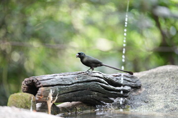 The crow lives naturally in the forests of Thailand.