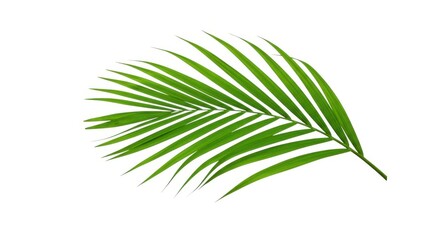 Obraz premium Green palm leaf isolated on white background