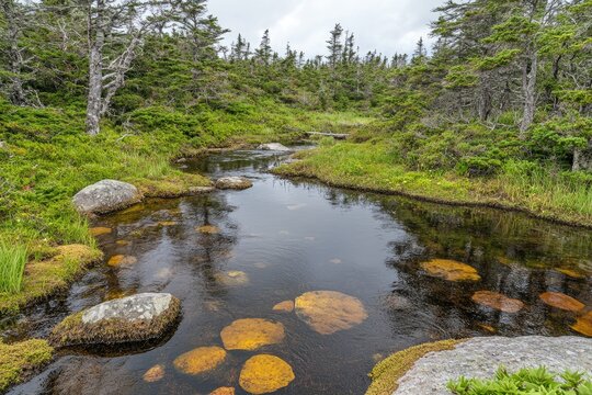 Tranquil mountain stream reflecting the forest canopy