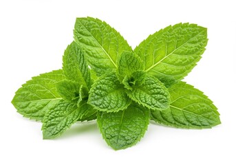 Fresh Green Mint Leaves Isolated on White Background