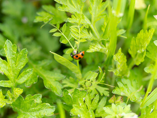 新緑の植物とテントウムシ