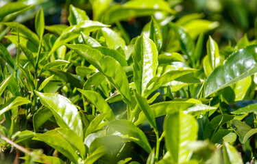 Close-up of bright green colored green Ceylon tea leaves.