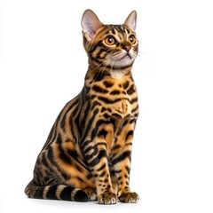 Bengal cat sitting, studio shot, white background, pet advertising