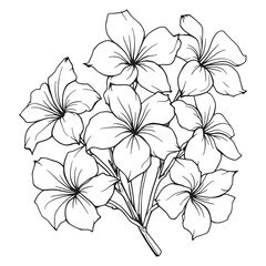 Tropical Frangipani Plumeria Flowers Line Art Illustration