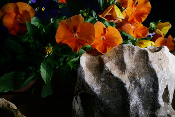 Viola del pensiero arancione in vaso