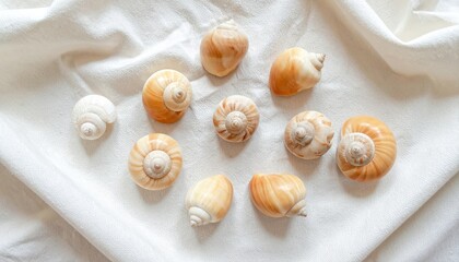 Collecting beautiful seashells on white fabric coastal decor still life natural beauty top-down view marine concept