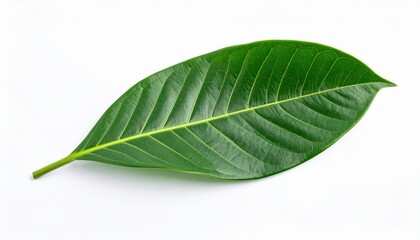 Obraz premium A vibrant green leaf with intricate veins, showcasing its natural beauty against a clean white background