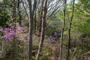春の訪れ　ミツバツツジ　滋賀県大津市びわこ文化公園
